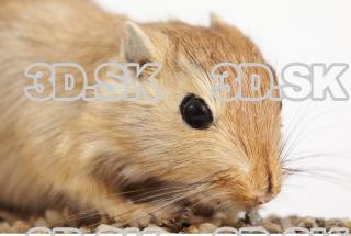 Gerbil - Meriones meridionus 0024